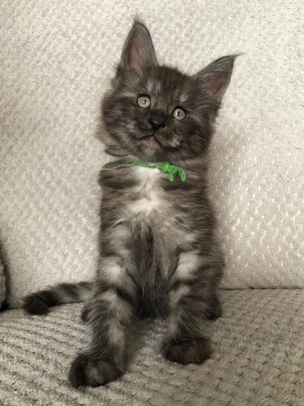 Maine Coon kittens for sale in Spalding, Lincolnshire – 8 weeks old