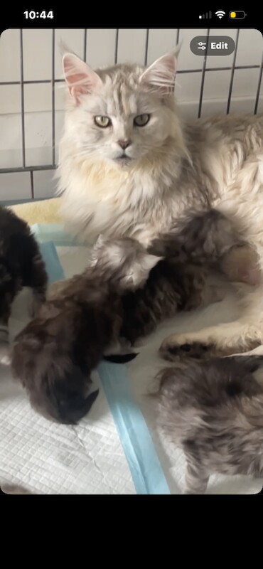 Maine Coon Kittens For Sale