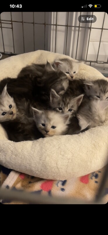 Mainecoon kittens for sale - Image 2 of 3
