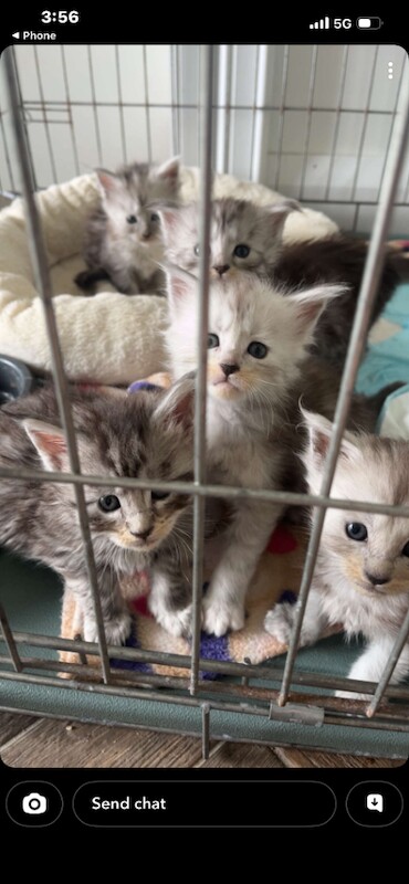 Mainecoon kittens for sale - Image 3 of 3