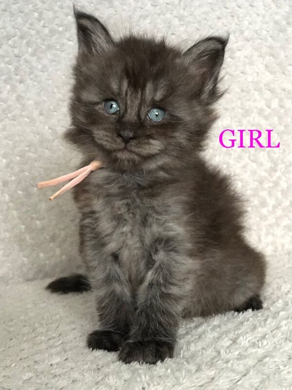 Maine Coon kittens for sale in Spalding, Lincolnshire – 5 weeks old