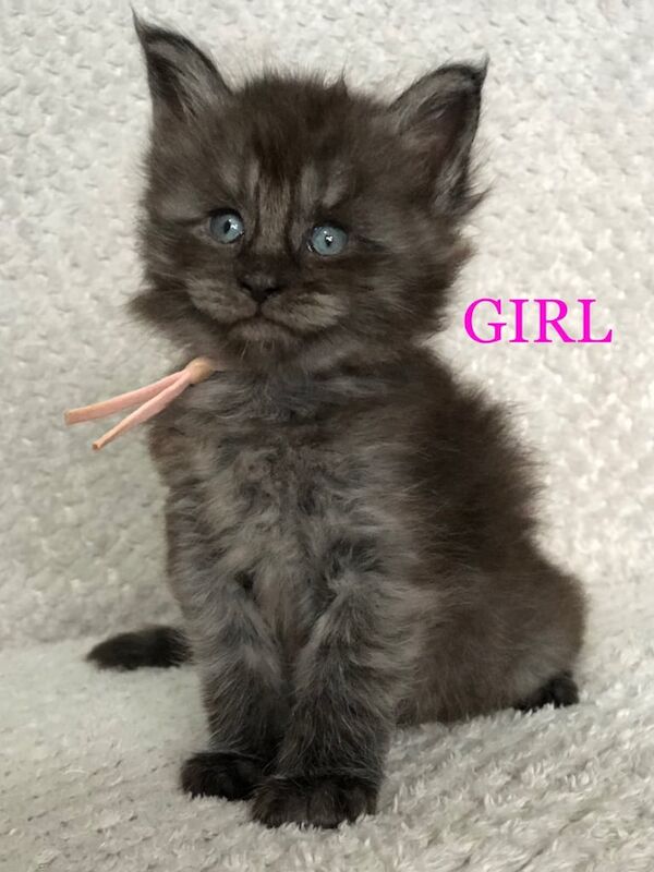 Maine Coon kittens for sale in Spalding, Lincolnshire – 5 weeks old - Image 2 of 3