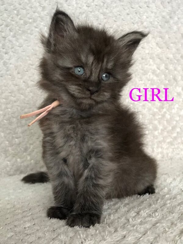 Maine Coon kittens for sale in Spalding, Lincolnshire – 5 weeks old - Image 3 of 3