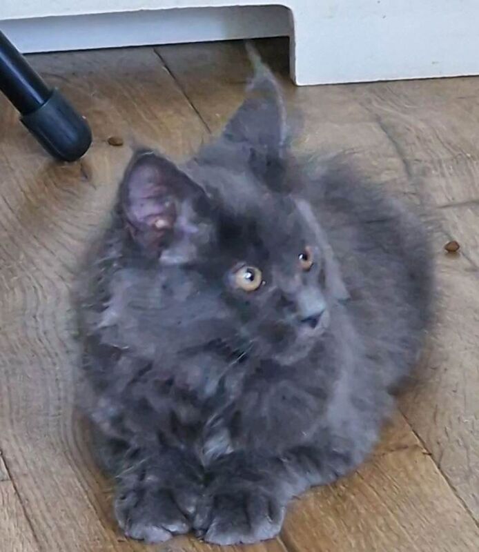 Mainecoon kittens ready now