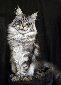 mainecoon looking to adopt or rehome - Image 3 of 3