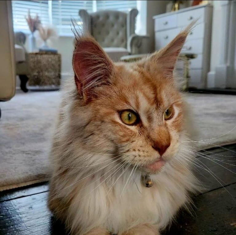 Maine Coon kittens for sale in Gillingham, Kent – 1 year old