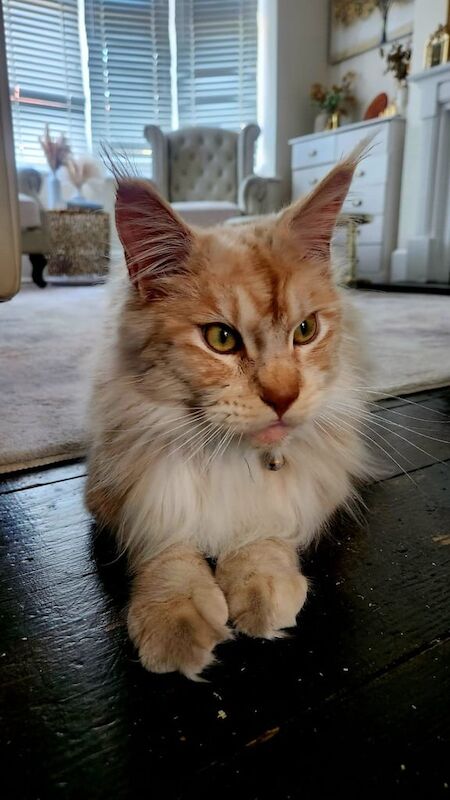 Mainecoon male - Image 2 of 3