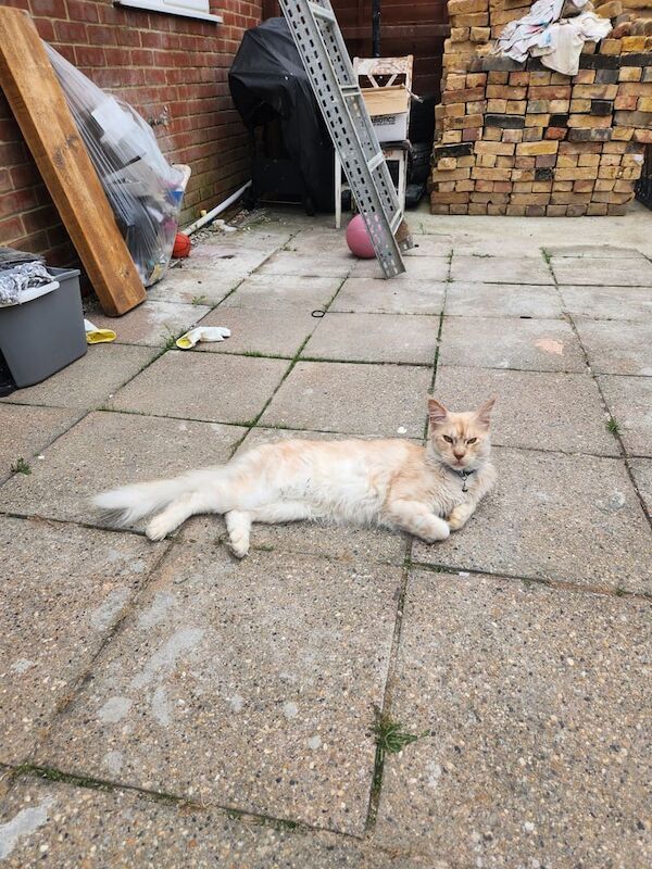 Mainecoon male - Image 3 of 3