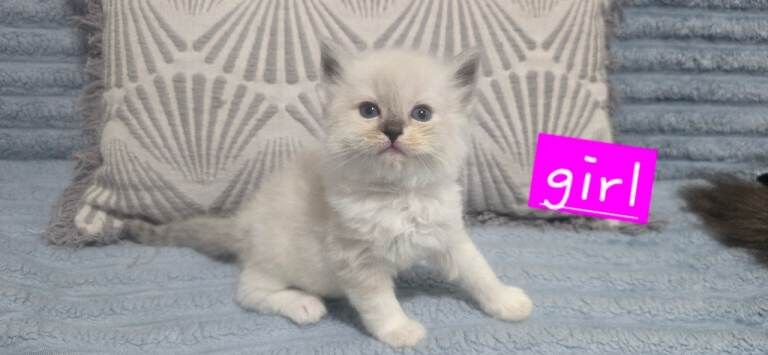 Mainecoon/ragdolls babies
