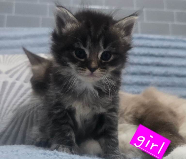 Mainecoon/ragdolls babies - Image 2 of 3