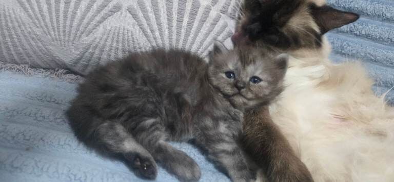 Mainecoon/ragdolls babies - Image 3 of 3