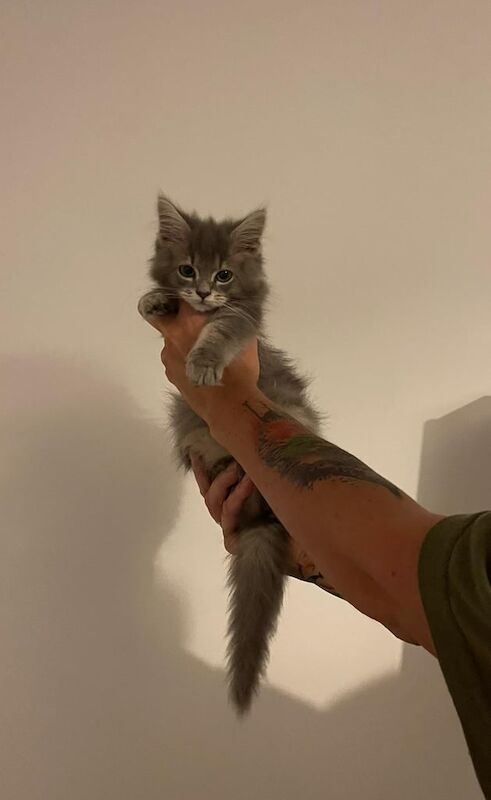 Maine Coon kittens for sale in Lynmouth, Devon – 10 weeks old