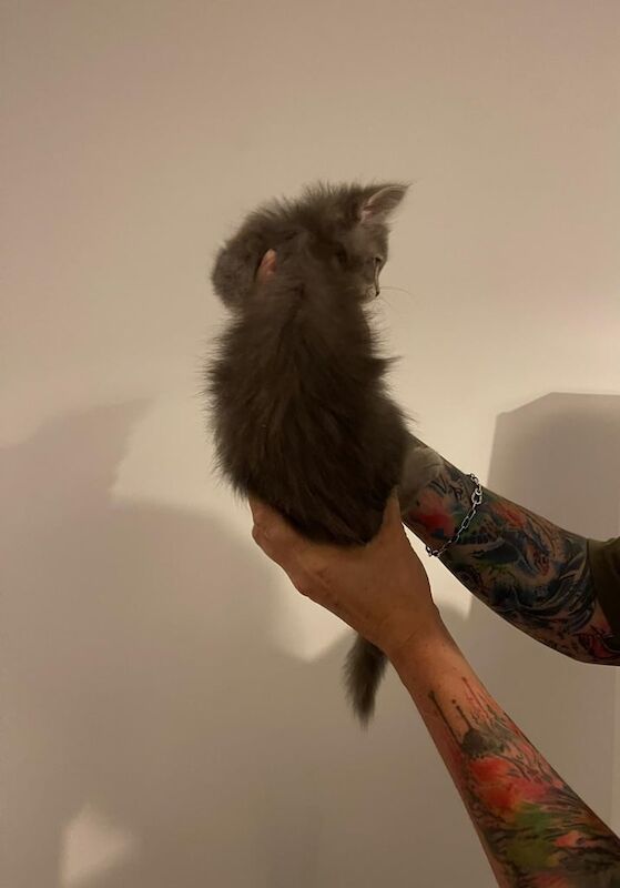 Maine Coon kittens for sale in Lynmouth, Devon – 10 weeks old - Image 2 of 3