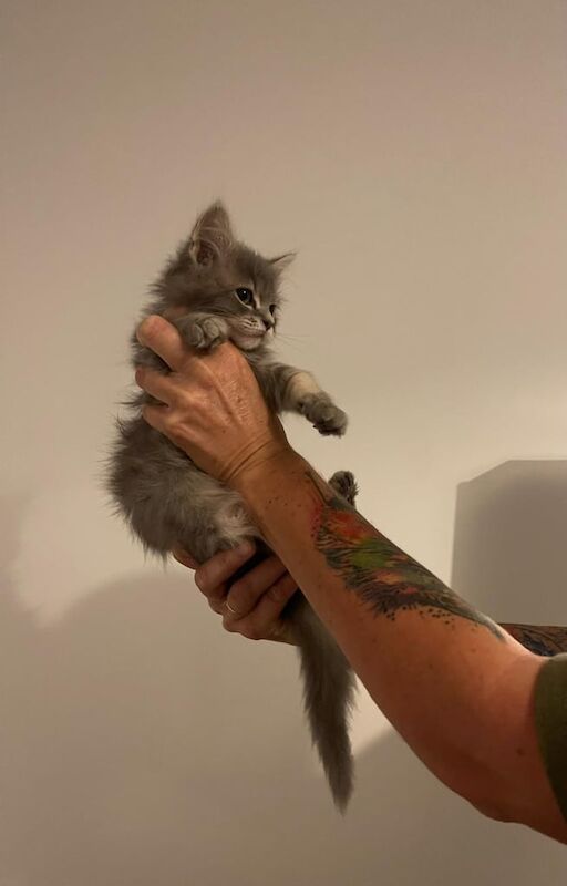 Maine Coon kittens for sale in Lynmouth, Devon – 10 weeks old - Image 3 of 3