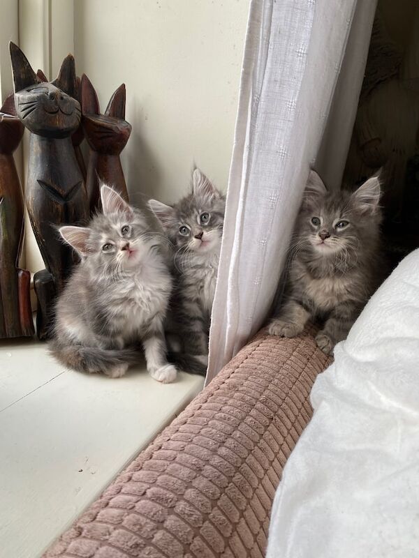 Maine Coon kittens for sale in Lynmouth, Devon – 8 weeks old