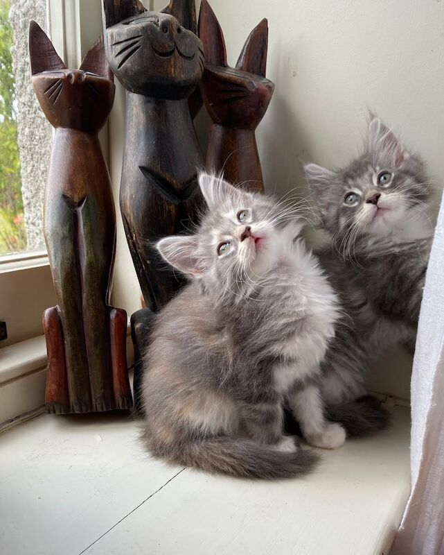 Maine Coon kittens for sale in Lynmouth, Devon – 8 weeks old - Image 2 of 3