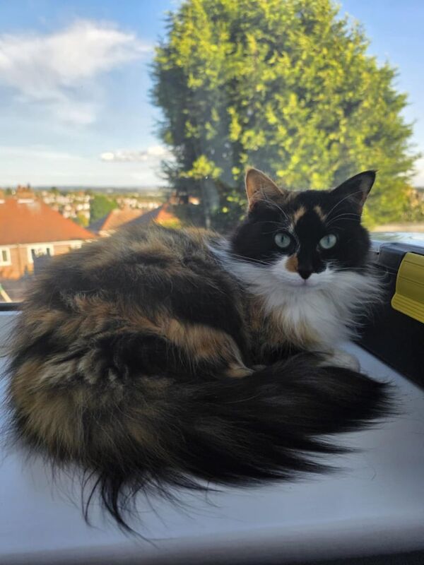 Maine Coon kittens for sale in Carlton, Nottinghamshire – 3 years old