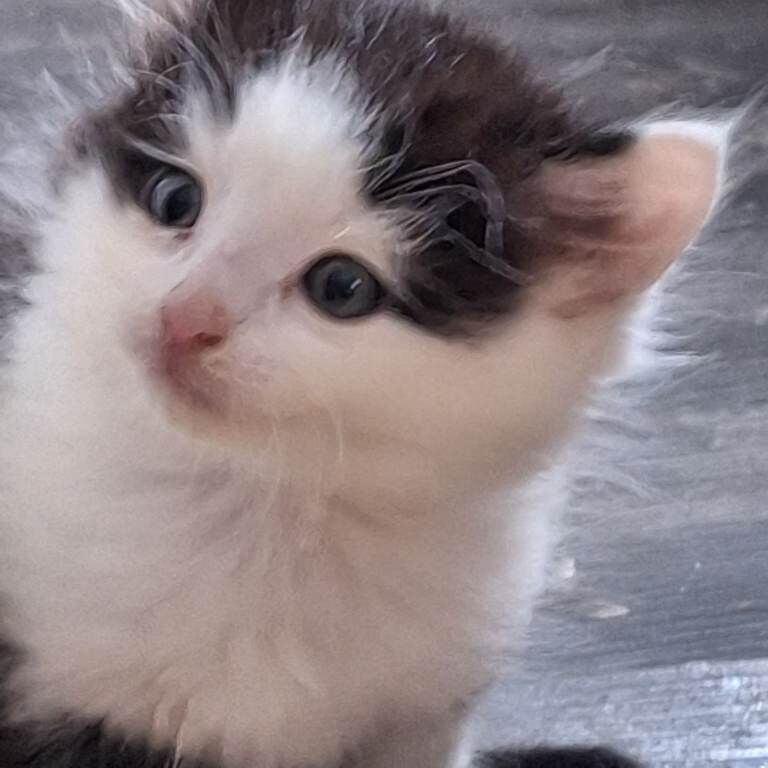 Mainecoon x savanah