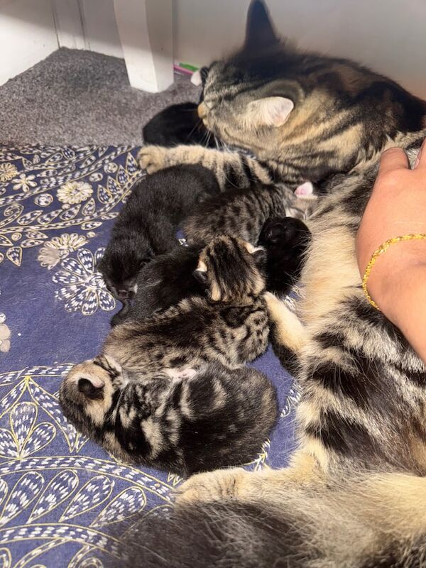 Maine Coon kittens for sale in Romford, Greater London – 1 week old - Image 2 of 3