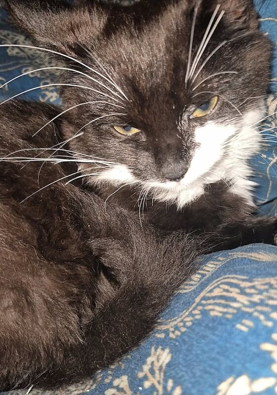 Maine Coon kittens for sale in Rochdale, Greater Manchester – 3 months old