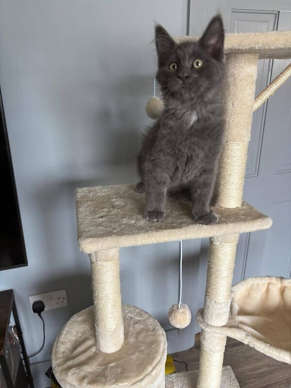 Maine Coon kittens for sale in Bessbrook, County Armagh – 3 months old