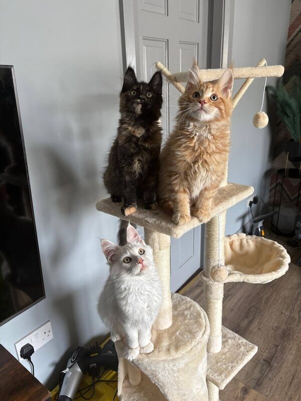 Maine Coon kittens for sale in Bessbrook, County Armagh – 3 months old - Image 2 of 3