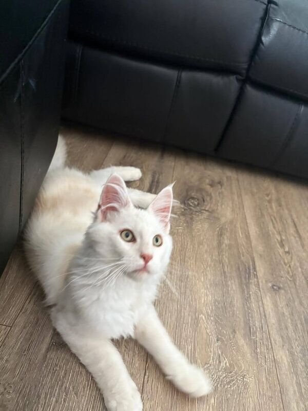 Maine Coon kittens for sale in Bessbrook, County Armagh – 3 months old - Image 3 of 3