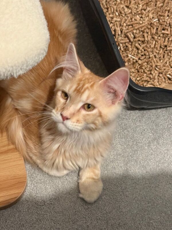 🐾 Majestic Maine Coon Kitten Ready for His Forever Home 🐾 for sale in Camden Town, Greater London