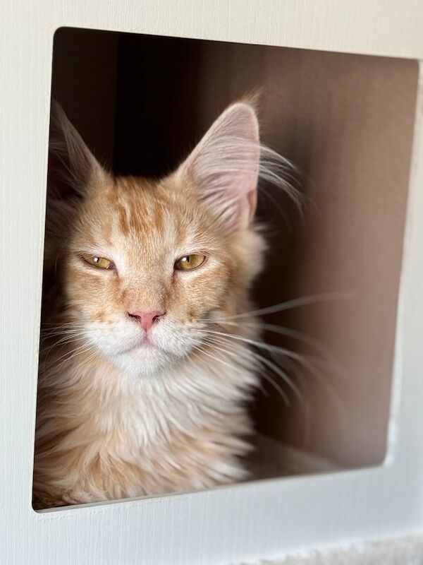 🐾 Majestic Maine Coon Kitten Ready for His Forever Home 🐾 for sale in Camden Town, Greater London - Image 2