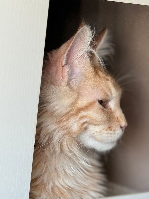 🐾 Majestic Maine Coon Kitten Ready for His Forever Home 🐾 for sale in Camden Town, Greater London - Image 3