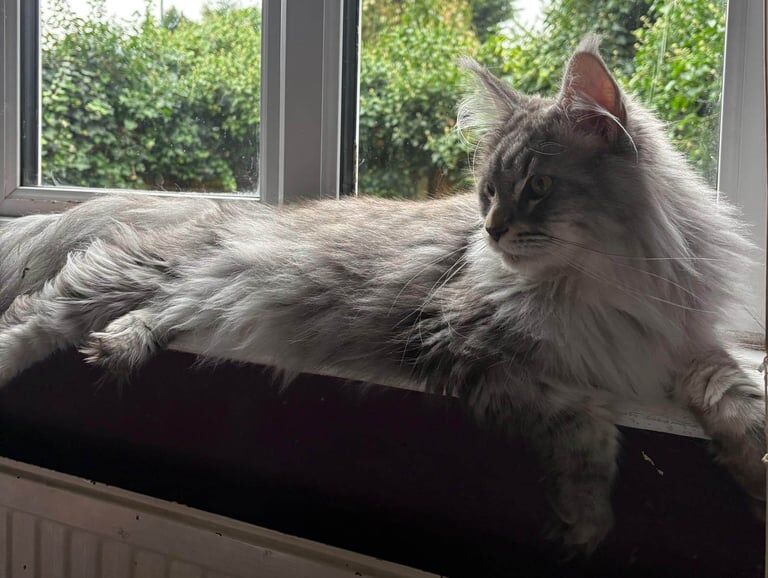 Maine Coon kittens for sale in Richmond, Greater London – 2 years old