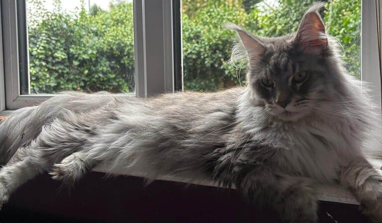 Maine Coon kittens for sale in Richmond, Greater London – 2 years old - Image 2 of 4