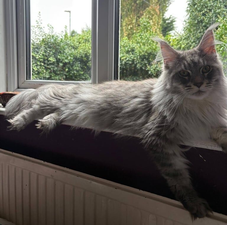 Maine Coon kittens for sale in Richmond, Greater London – 2 years old - Image 3 of 4