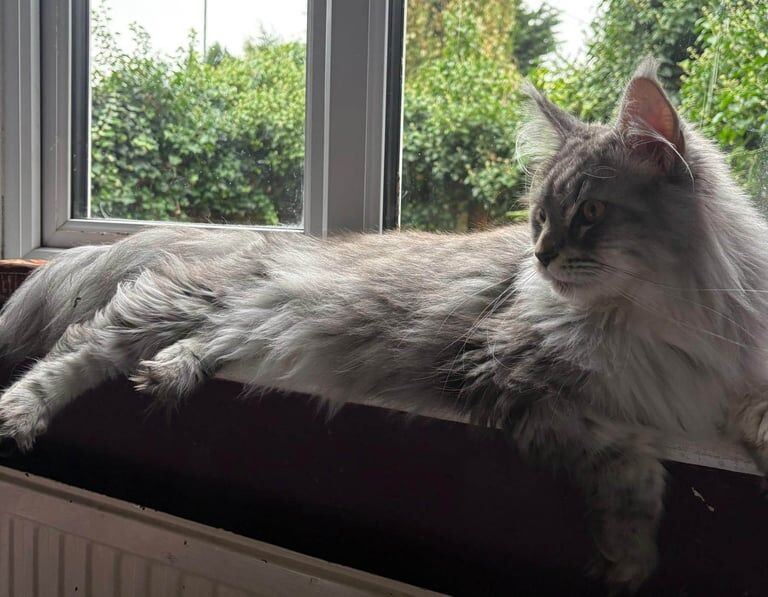 Maine Coon kittens for sale in Richmond, Greater London – 2 years old - Image 4 of 4