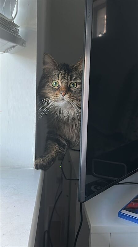 Maine Coon kittens for sale in Ringwood, Hampshire – 11 weeks old