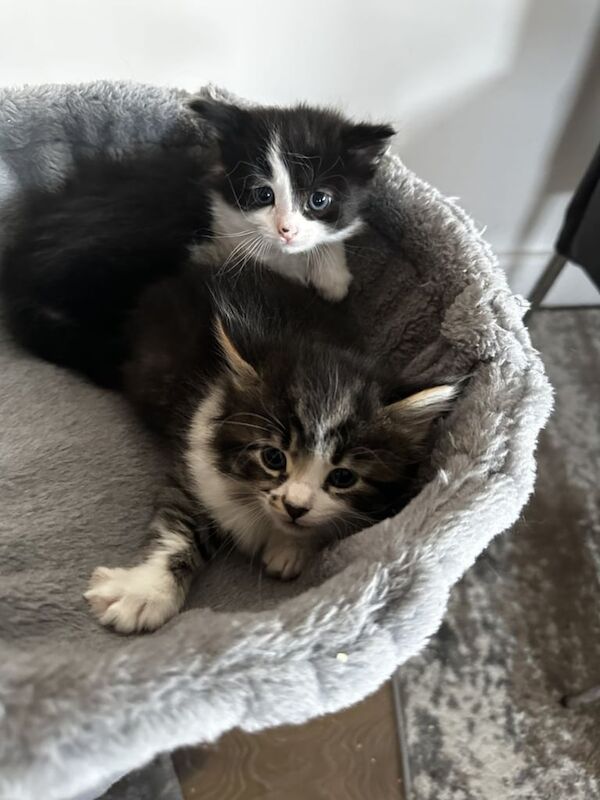 Maine Coon kittens for sale in Ringwood, Hampshire – 11 weeks old - Image 2 of 2
