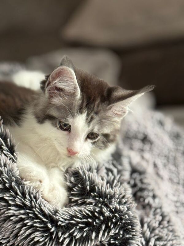 MALE Blue Classic Tabby & White Maine Coon kitten