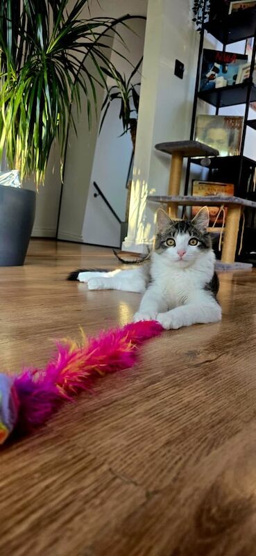 Maine Coon kittens for sale in Sidcup, Greater London – 6 months old