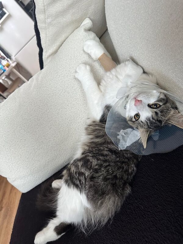 Maine Coon kittens for sale in Sidcup, Greater London – 6 months old - Image 4 of 4