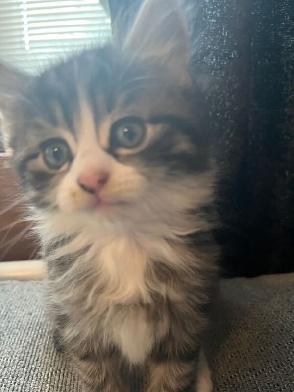 Male kittens - Image 2 of 4
