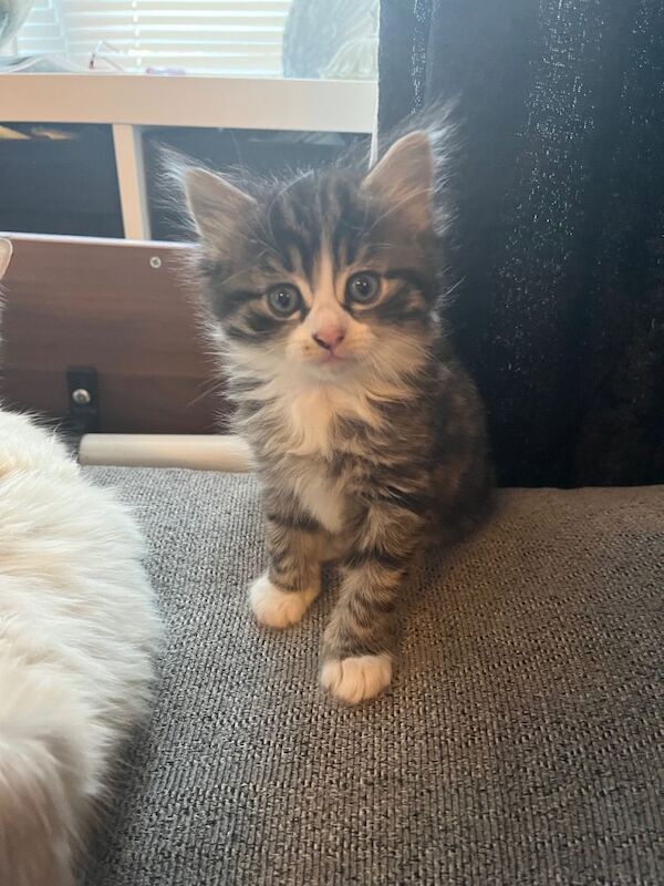 Male kittens - Image 3 of 4
