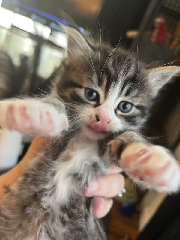Male kittens - Image 4 of 4