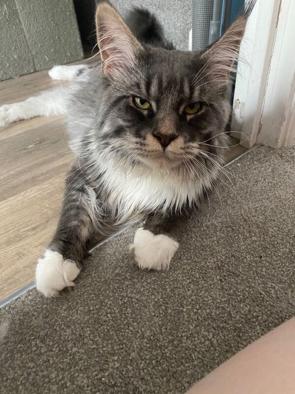 Maine Coon kittens for sale in Emerson's Green, Gloucestershire – 1 year old