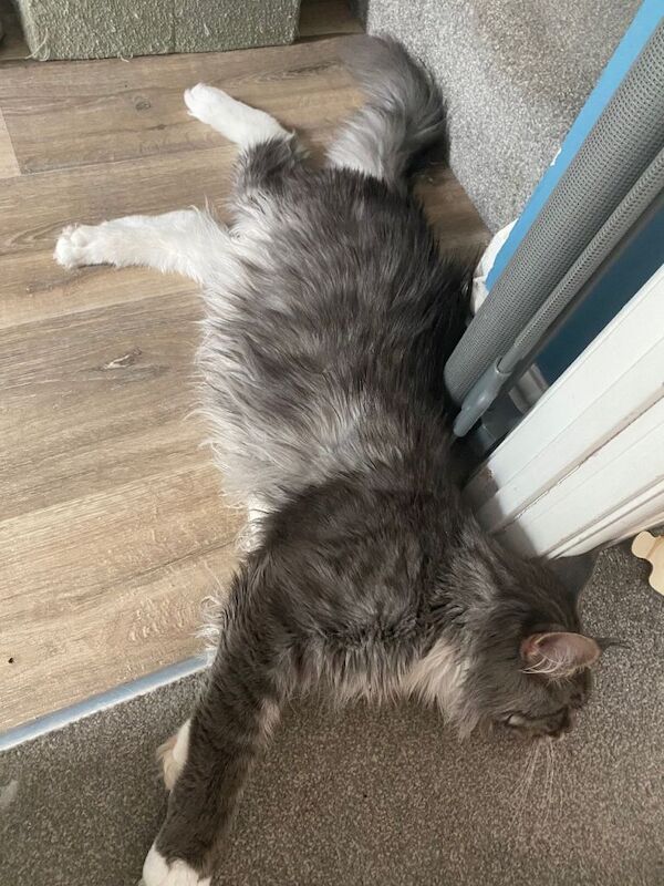 Maine Coon kittens for sale in Emerson's Green, Gloucestershire – 1 year old - Image 2 of 4