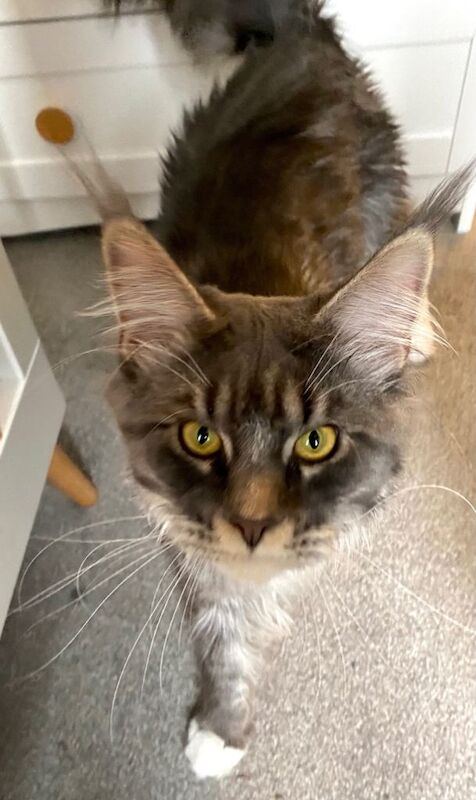 Maine Coon kittens for sale in Emerson's Green, Gloucestershire – 1 year old - Image 4 of 4