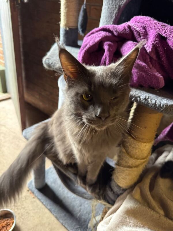 Maine Coon kittens for sale in Portadown, County Armagh – 1 year old