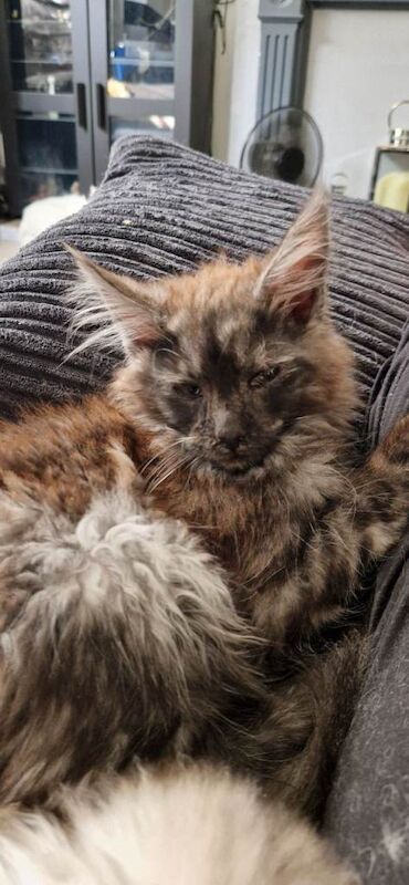 Male maine coon black smoke