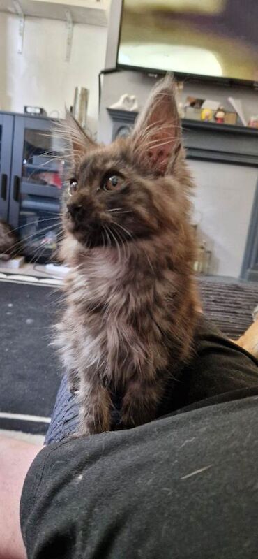 Male maine coon black smoke - Image 2 of 5