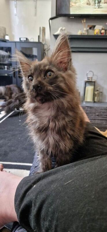 Male maine coon black smoke - Image 3 of 5