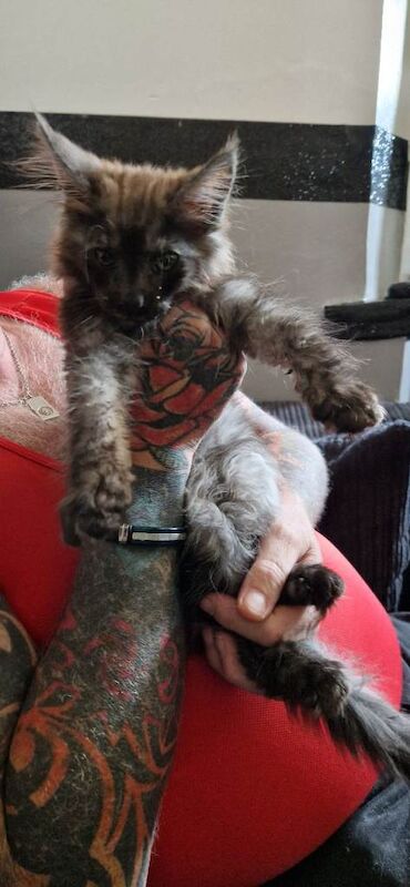 Male maine coon black smoke - Image 4 of 5